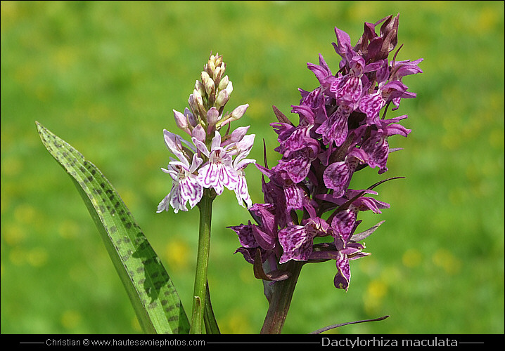 Orchis tacheté - Dactylorhiza maculata