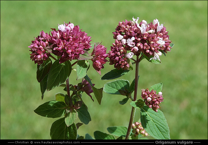 Marjolaine commune - Origanum vulgare