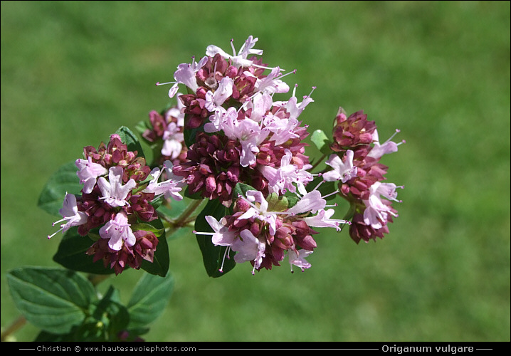 Marjolaine commune - Origanum vulgare