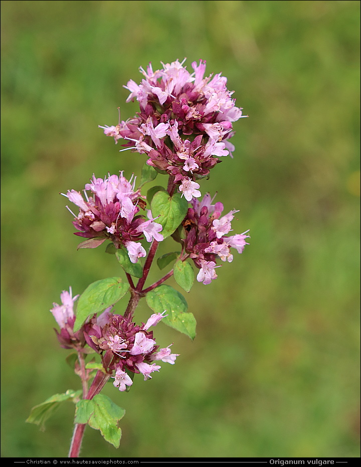 Marjolaine commune - Origanum vulgare