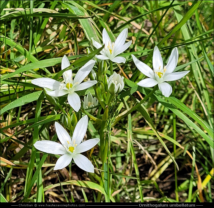 Dame d'onze-heure ou Ornithogale en ombelle - Ornithogalum umbellatum