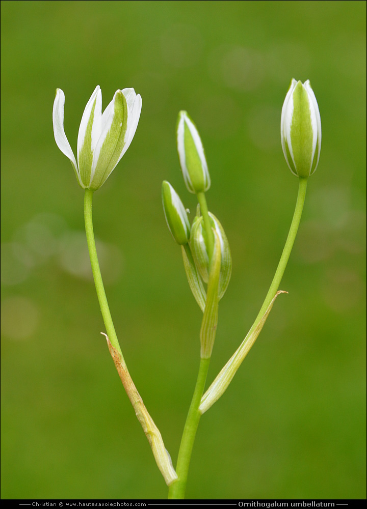 Dame d'onze-heure ou Ornithogale en ombelle - Ornithogalum umbellatum