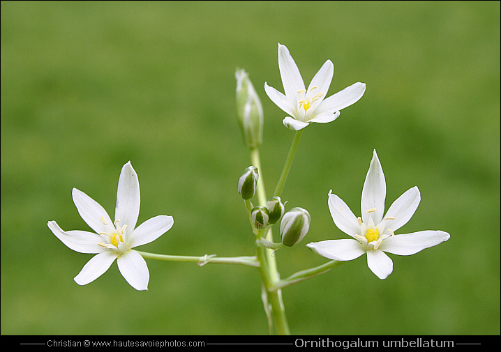 Dame d'onze-heure ou Ornithogale en ombelle - Ornithogalum umbellatum