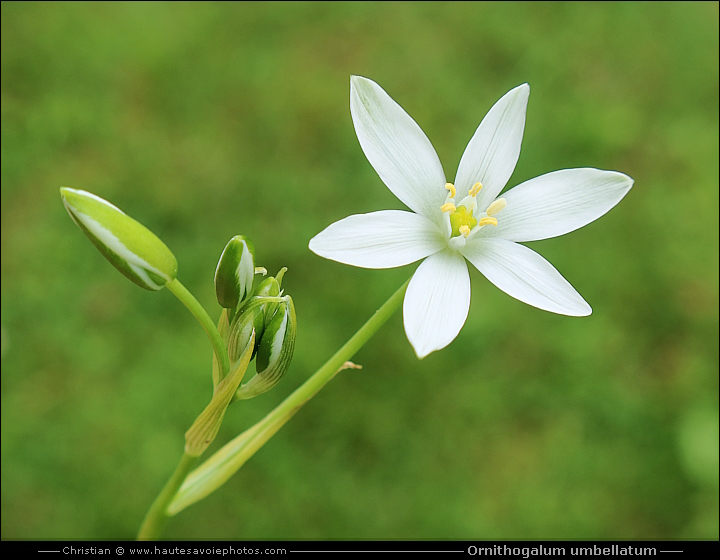 Dame d'onze-heure - Ornithogalum umbellatum