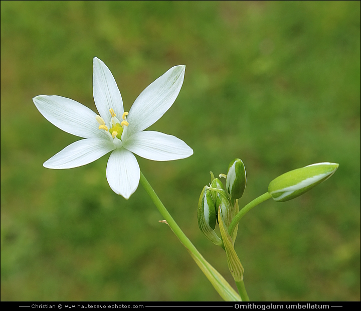 Dame d'onze-heure ou Ornithogale en ombelle - Ornithogalum umbellatum
