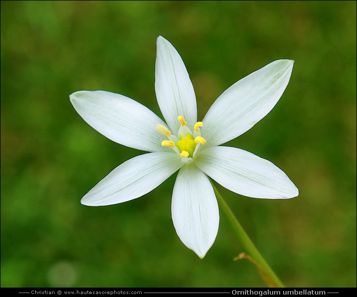 Dame d'onze-heure ou Ornithogale en ombelle - Ornithogalum umbellatum