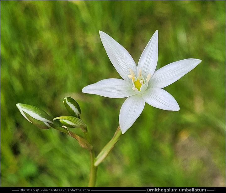 Dame d'onze-heure ou Ornithogale en ombelle - Ornithogalum umbellatum