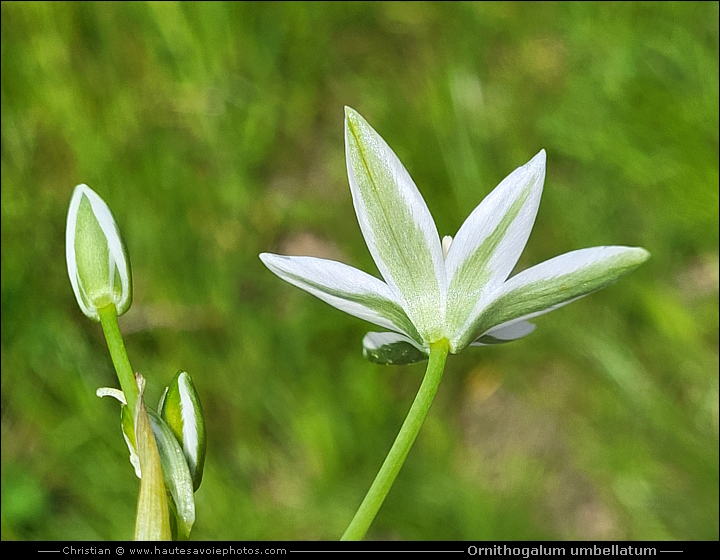 Dame d'onze-heure ou Ornithogale en ombelle - Ornithogalum umbellatum