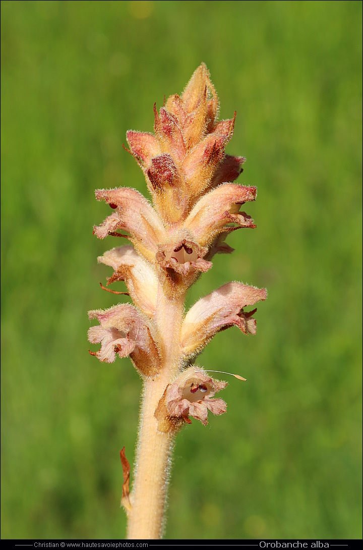 Orobanche du thym - Orobanche alba