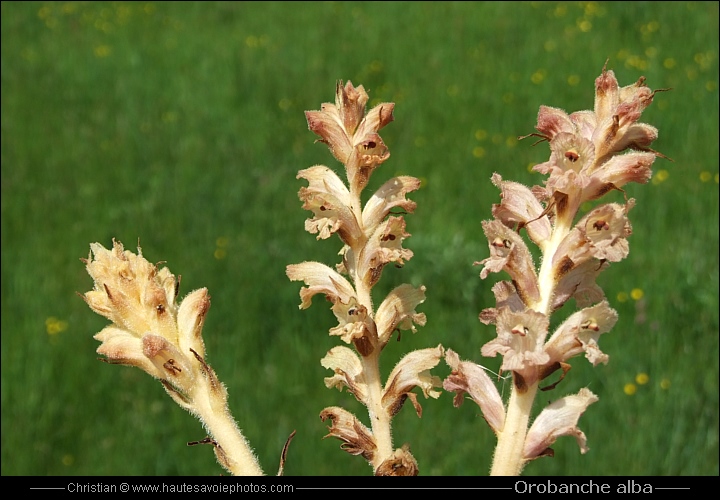 Orobanche du thym - Orobanche alba