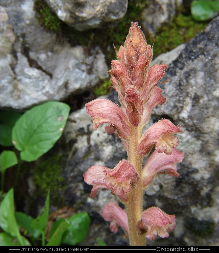 Orobanche du thym - Orobanche alba