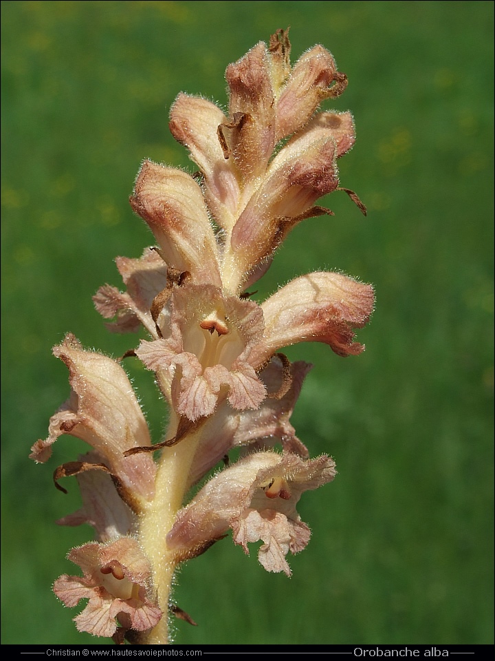 Orobanche du thym - Orobanche alba