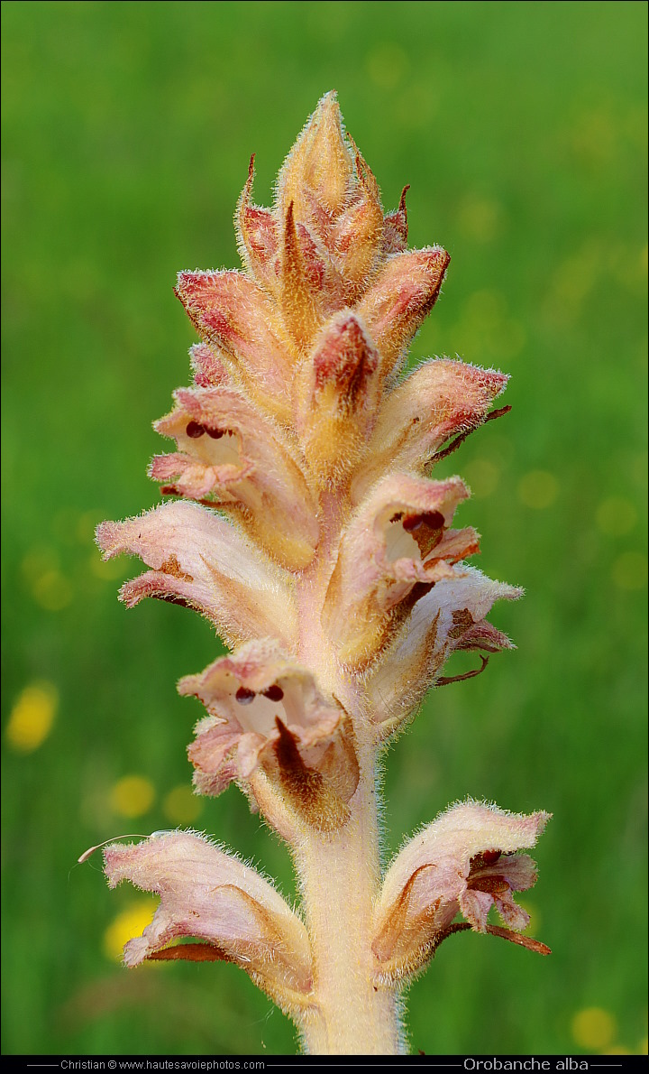Orobanche du thym - Orobanche alba