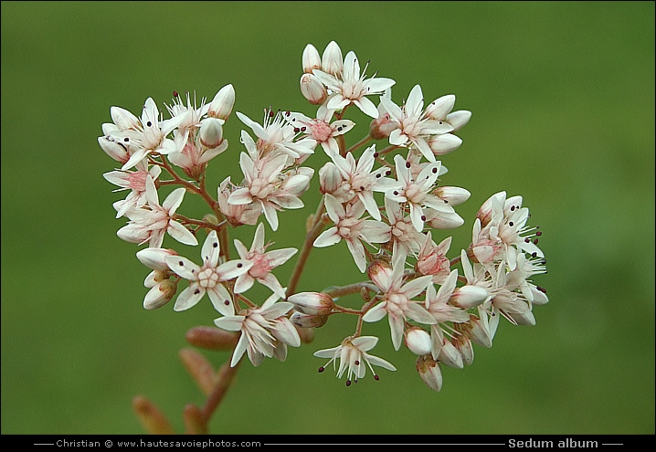 Orpin blanc - Sedum album