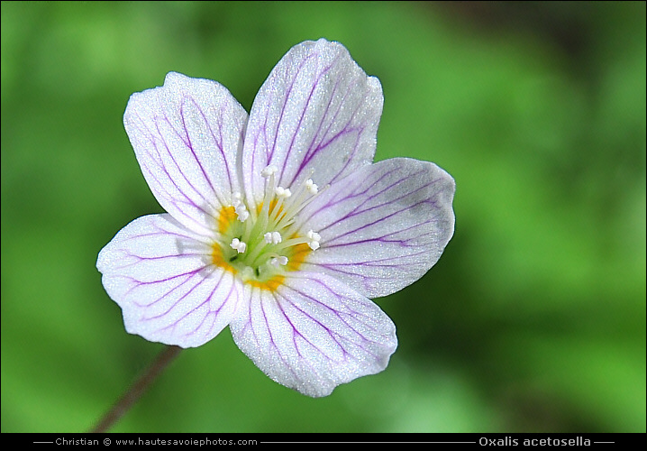 Petite oseille - Oxalis acetosella