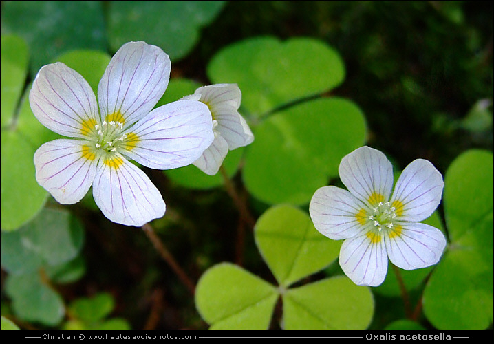 Petite oseille - Oxalis acetosella