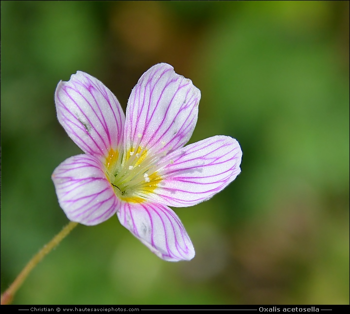 Petite oseille - Oxalis acetosella