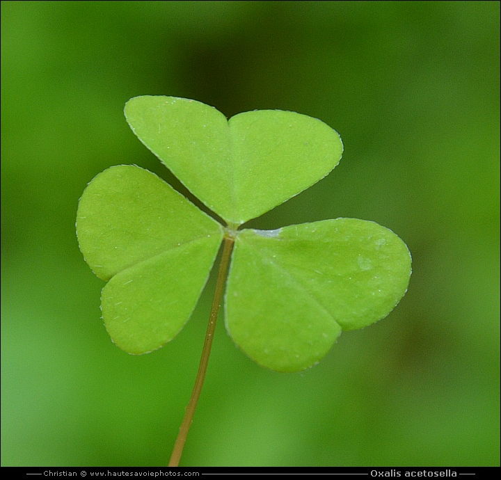 Petite oseille - Oxalis acetosella