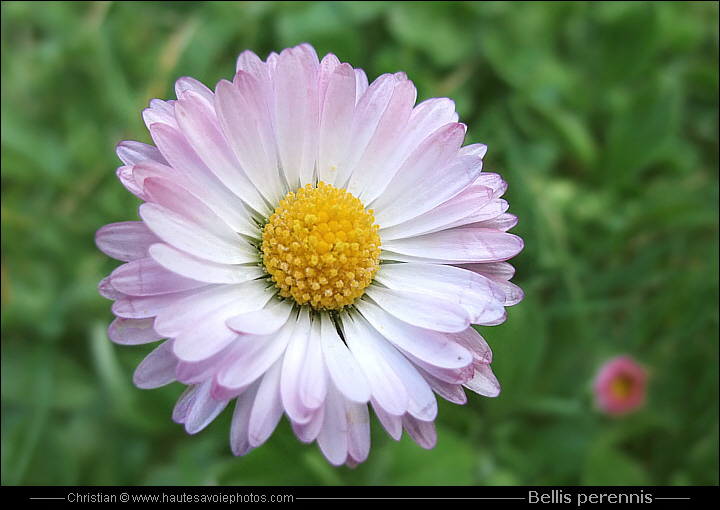 Pâquerette - Bellis perennis