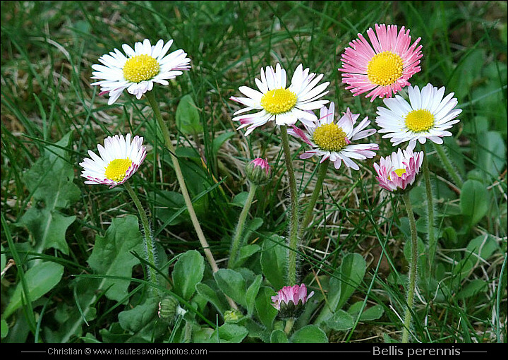 Pâquerette - Bellis perennis