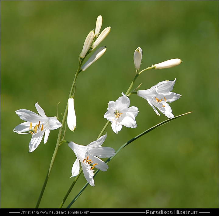 Lis des Alpes - Paradisea liliastrum