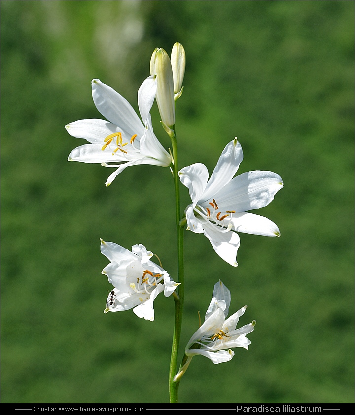 Lis des Alpes - Paradisea liliastrum