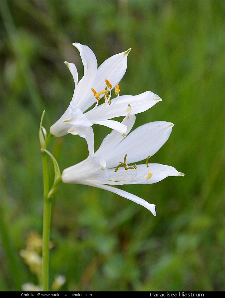 Lis des Alpes - Paradisea liliastrum