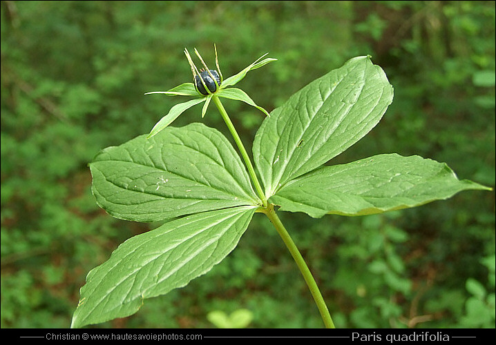 Parisette - Paris quadrifolia