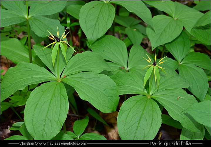 Parisette - Paris quadrifolia