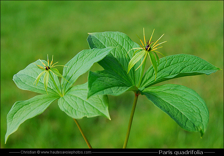 Parisette - Paris quadrifolia