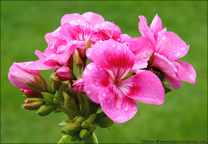 Géranium - Pelargonium