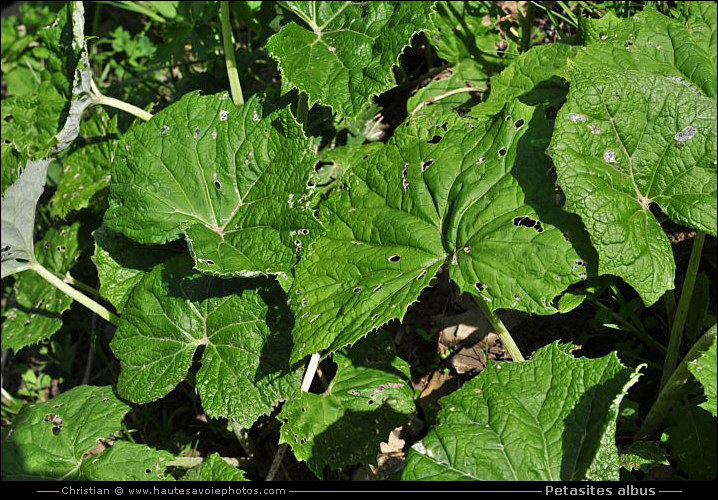 Petasites albus - feuilles