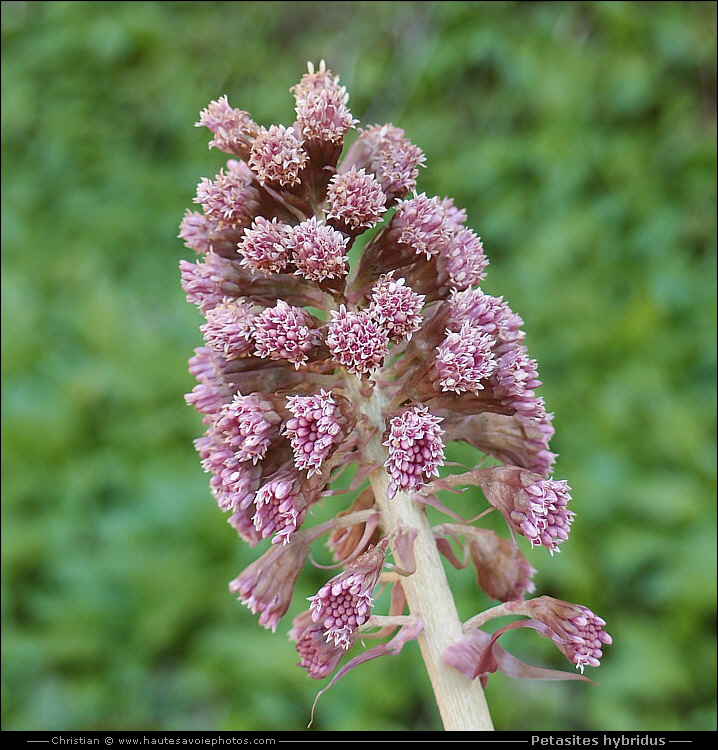 Pétasite oficinal - Petasites hybridus