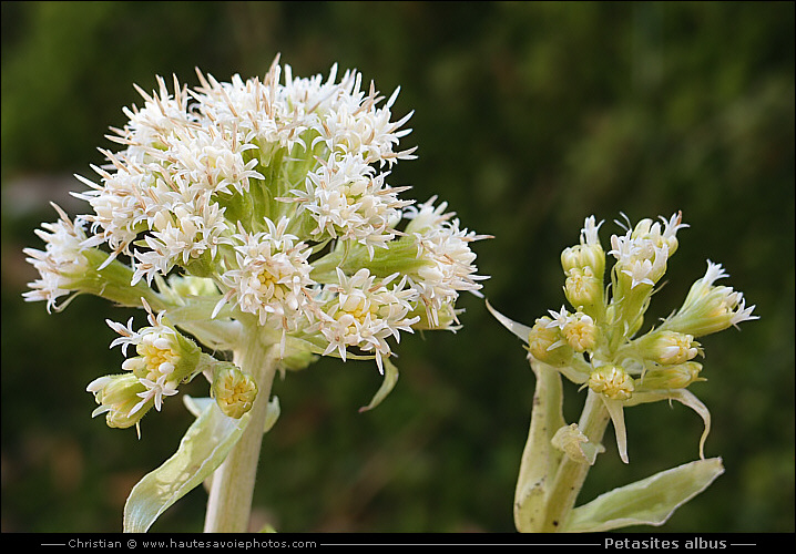 Pétasite blanc - Petasites albus