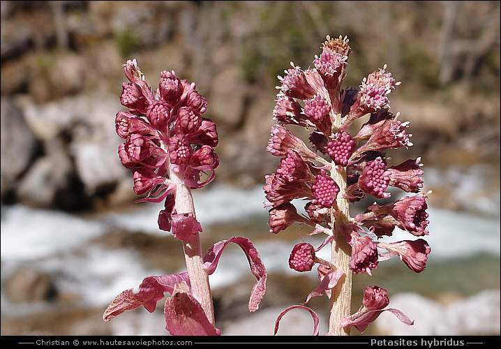 Pétasite oficinal - Petasites hybridus