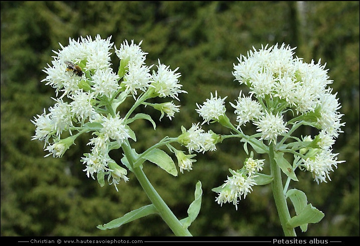 Pétasite blanc - Petasites albus