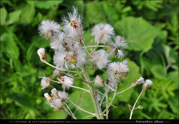 Petasites albus - akènes