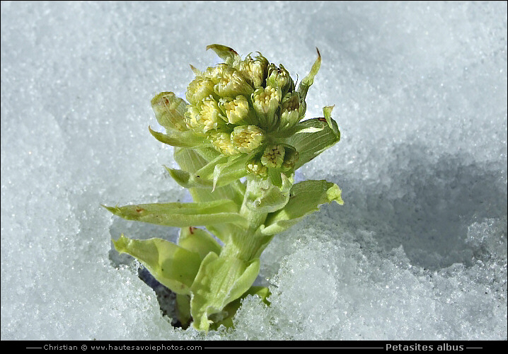 Pétasite blanc dans la neige