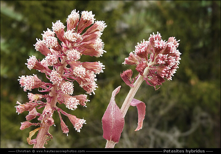 Pétasite oficinal - Petasites hybridus