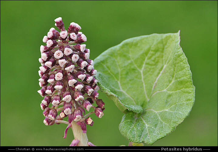 Pétasite oficinal - Petasites hybridus