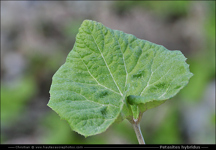 Pétasite oficinal - Petasites hybridus