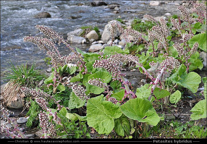 Pétasite oficinal - Petasites hybridus