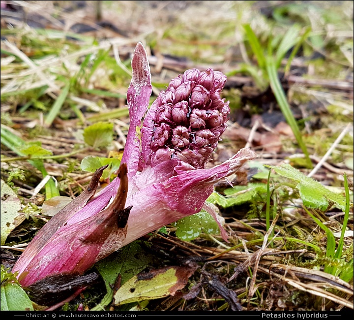 Pétasite oficinal - Petasites hybridus