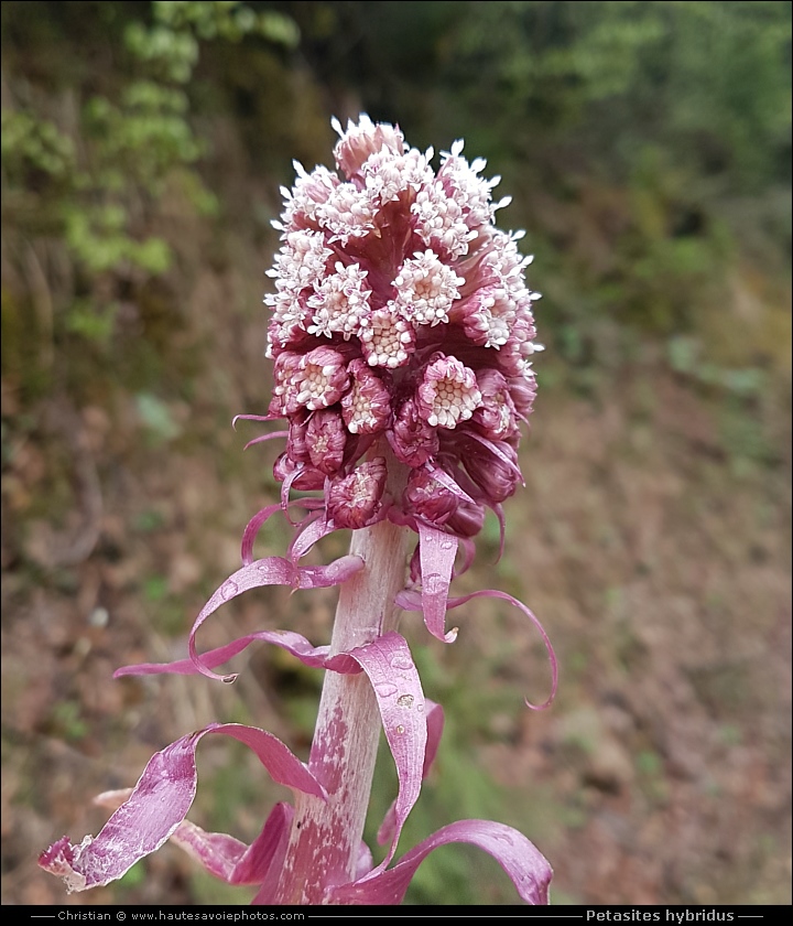 Pétasite oficinal - Petasites hybridus