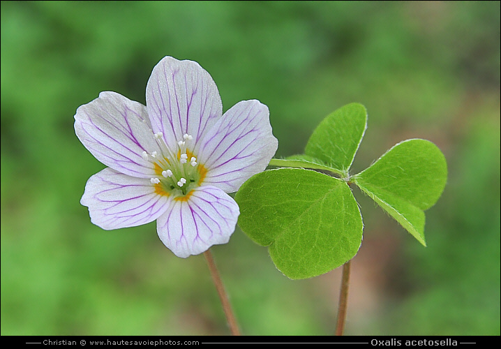 Petite oseille - Oxalis acetosella