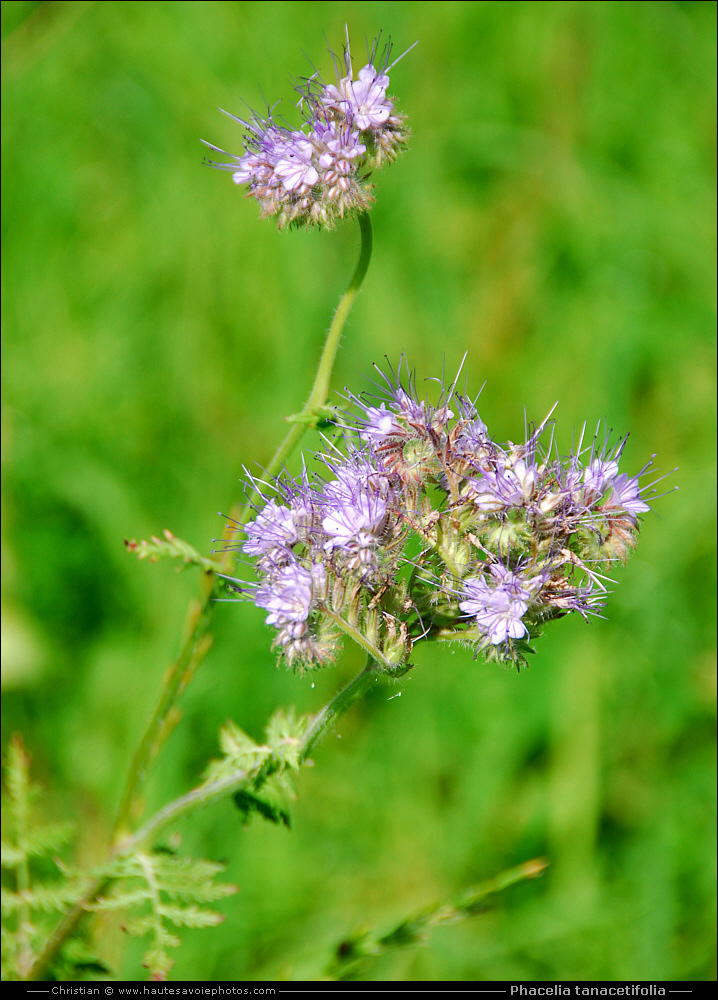 Phacélie - Phacelia tanacetifolia