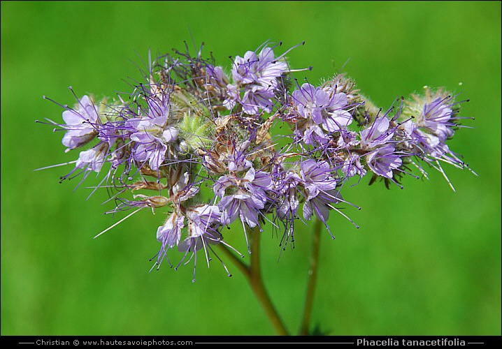 Phacélie - Phacelia tanacetifolia