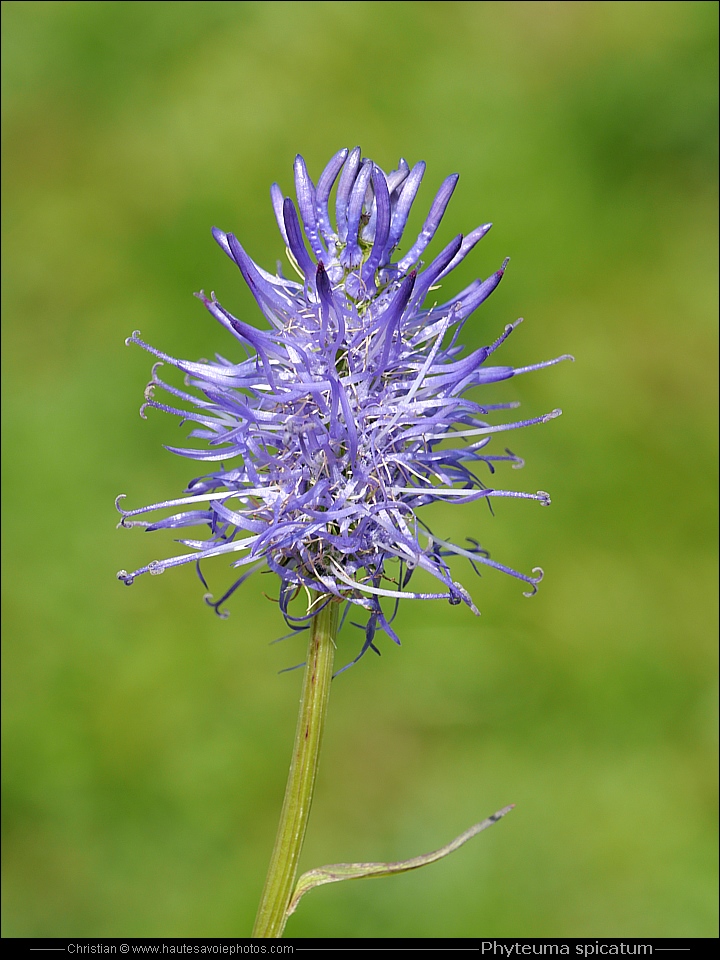 Raiponce en épi - Phyteuma spicatum