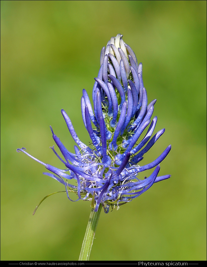 Raiponce en épi - Phyteuma spicatum