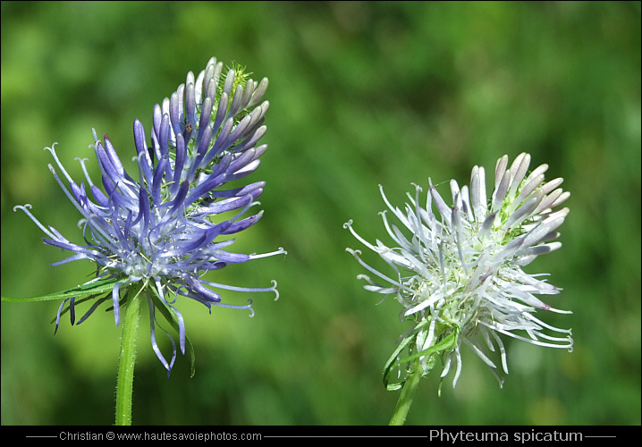 Raiponce en épi - Phyteuma spicatum